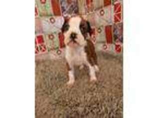 Boxer Puppy for sale in Montevallo, AL, USA