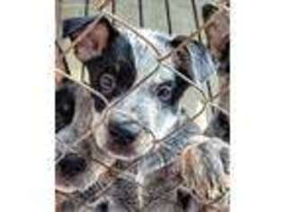 Australian Cattle Dog Puppy for sale in Tulsa, OK, USA