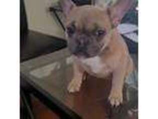 French Bulldog Puppy for sale in East Orange, NJ, USA