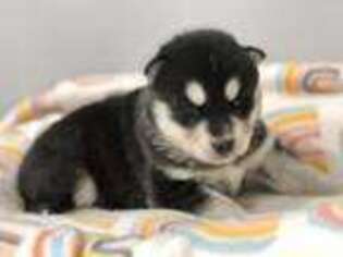 Siberian Husky Puppy for sale in Lee, MA, USA