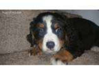 Bernese Mountain Dog Puppy for sale in PITTSTON, PA, USA