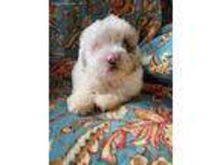 Mutt Puppy for sale in Hammondsville, OH, USA