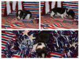 Pembroke Welsh Corgi Puppy for sale in Council Hill, OK, USA