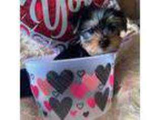 Yorkshire Terrier Puppy for sale in Cumberland, RI, USA
