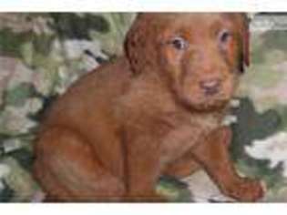 Labradoodle Puppy for sale in Birmingham, AL, USA