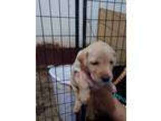 Labradoodle Puppy for sale in Pryor, OK, USA