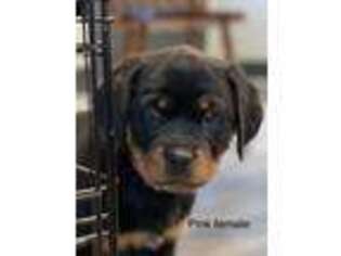 Rottweiler Puppy for sale in Plain City, OH, USA