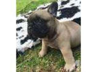 French Bulldog Puppy for sale in MONTGOMERY, AL, USA