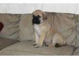 Mastiff Puppy for sale in Free Union, VA, USA