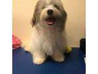 Havanese Puppy for sale in North Port, FL, USA