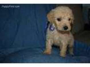 Goldendoodle Puppy for sale in Panama City, FL, USA