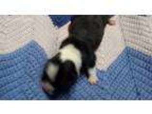 Pembroke Welsh Corgi Puppy for sale in Coatesville, IN, USA