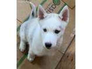 Siberian Husky Puppy for sale in Bellingham, WA, USA