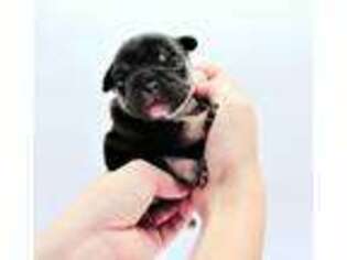 French Bulldog Puppy for sale in Milford, IL, USA