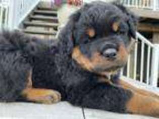 Rottweiler Puppy for sale in Aurora, IN, USA