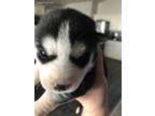 Siberian Husky Puppy for sale in Boise, ID, USA
