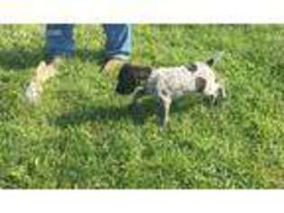 German Shorthaired Pointer Puppy for sale in Plainview, MN, USA