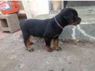 Rottweiler Puppy for sale in Lakeside, CA, USA