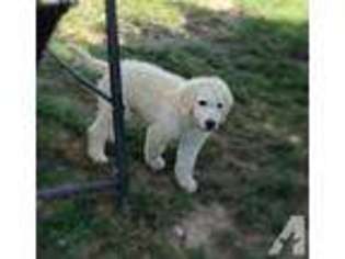 Goldendoodle Puppy for sale in CALLAWAY, MD, USA