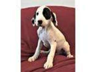 Dalmatian Puppy for sale in Edgewater, FL, USA