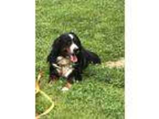 Bernese Mountain Dog Puppy for sale in Freedom, IN, USA