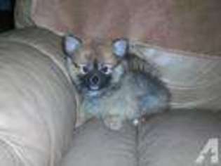 Pomeranian Puppy for sale in LIVINGSTON, TX, USA