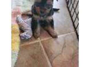 Yorkshire Terrier Puppy for sale in Young Harris, GA, USA