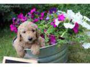 Goldendoodle Puppy for sale in Sioux Falls, SD, USA