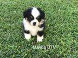 Miniature Australian Shepherd Puppy for sale in Elberton, GA, USA