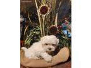 Maltese Puppy for sale in Chillicothe, IL, USA