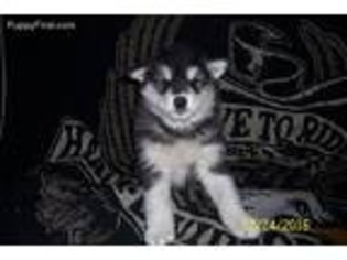 Alaskan Malamute Puppy for sale in Arlington, TX, USA