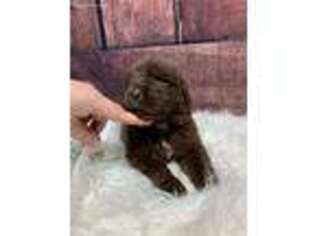Newfoundland Puppy for sale in New Burnside, IL, USA