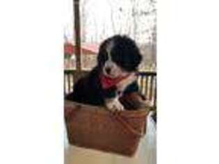 Bernese Mountain Dog Puppy for sale in Tahlequah, OK, USA