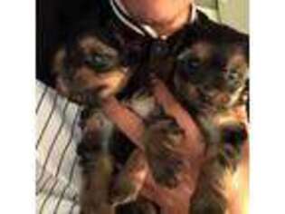 Yorkshire Terrier Puppy for sale in Yorba Linda, CA, USA
