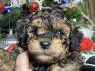 Yorkshire Terrier Puppy for sale in Winnsboro, TX, USA