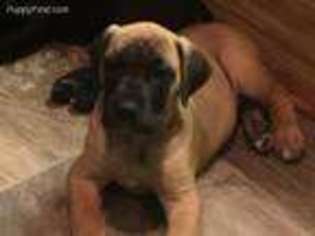 Great Dane Puppy for sale in Battle Creek, MI, USA