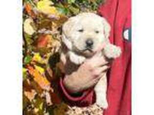 Labrador Retriever Puppy for sale in Ashburnham, MA, USA