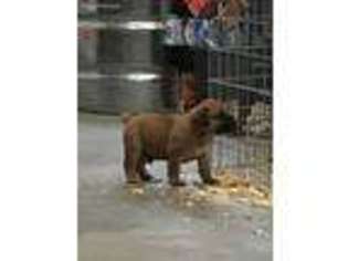 Boerboel Puppy for sale in Amanda, OH, USA