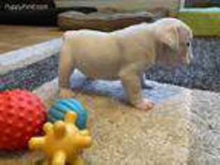 Bulldog Puppy for sale in Eastford, CT, USA