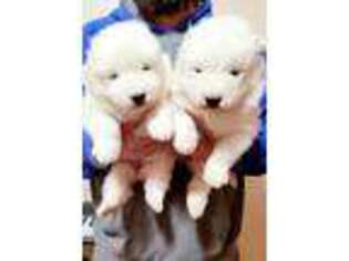 Samoyed Puppy for sale in Salt Lake City, UT, USA