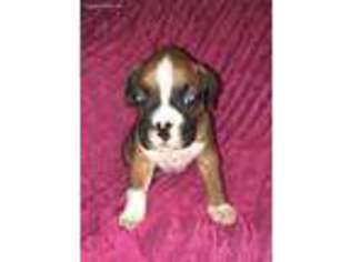 Boxer Puppy for sale in Live Oak, FL, USA