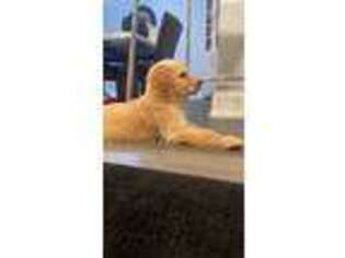 Golden Retriever Puppy for sale in Deerfield, IL, USA