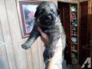 German Shepherd Dog Puppy for sale in MARIANNA, PA, USA
