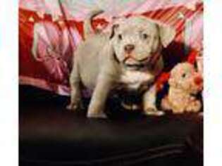Mutt Puppy for sale in Holland, MI, USA