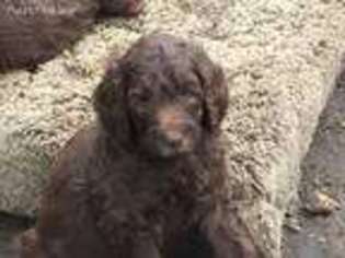 Labradoodle Puppy for sale in Hemlock, MI, USA