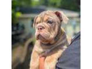 Olde English Bulldogge Puppy for sale in Jackson, MI, USA