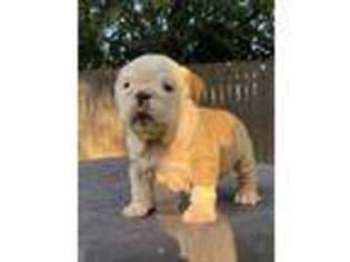 Bulldog Puppy for sale in Weslaco, TX, USA