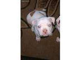 American Bulldog Puppy for sale in San Jacinto, CA, USA