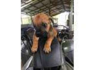 Cane Corso Puppy for sale in Lamar, MS, USA