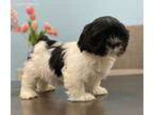 Lhasa Apso Puppy for sale in Lawrenceville, GA, USA